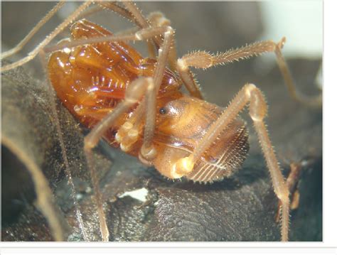 Figure 3 from World Checklist of Opiliones species (Arachnida). Part 2: Laniatores – Samooidea ...