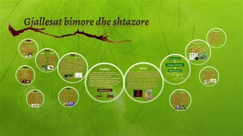 Gjallesat Bimore Dhe Shtazore By Qazim Qorri On Prezi