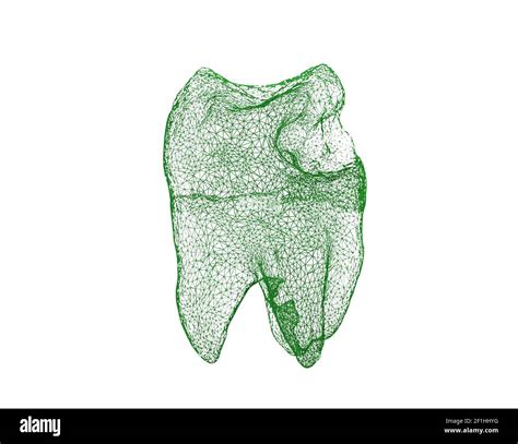 Dental Illustration Hi Res Stock Photography And Images Alamy