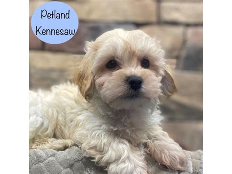 Maltipoo Small Animal Red Id29039 Located At Petland Kennesaw Georgia