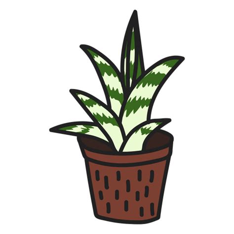 Sukkulente Attraktive Gasteria Illustration PNG Und SVG Design Für T