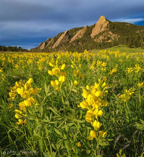 Boulder Colorado Flatirons Wildflower Sunrise Photos