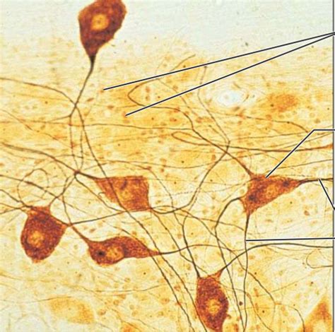 Exercise 6 Classification Of Tissues NERVOUS AND MUSCLE TISSUES