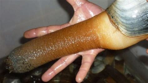 Geoducks Largest Burrowing Clams In The World Youtube