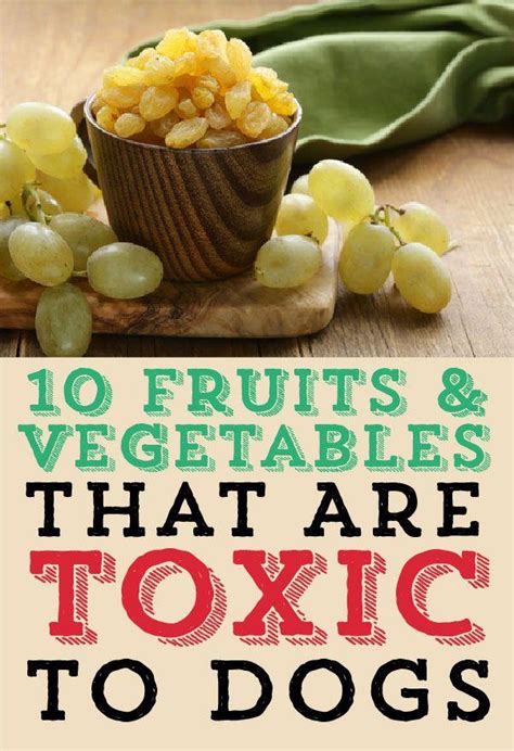 10 Fruits And Vegetables That Are Toxic To Dogs Trusper