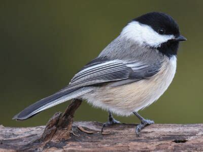 State Bird of Maine | Black-capped chickadee | Symbol Hunt