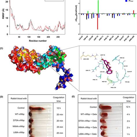 Binding Mode Of Galangin With VWbp And Verification Of Key Residues