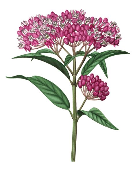 Swamp Milkweed Maine Native Plants