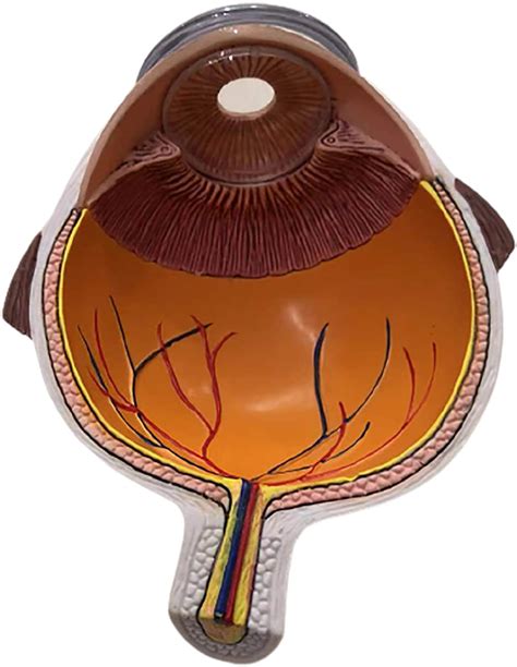 Buy Cross Section Human Eye Model Biology Human Body Anatomy Normal