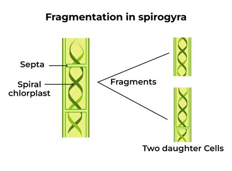 Fragmentation Definition Steps Importance Advantages