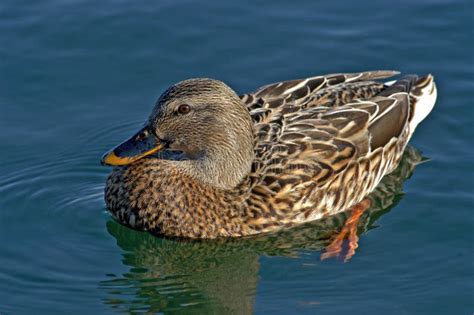 Female Mallard Duck Stock Image Image Of Blue Edge 29806679