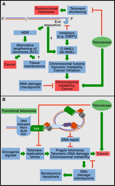 The Role Of Telomeres In Stem Cells And Cancer Cell