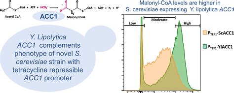 Expression Of Yarrowia Lipolytica Acetyl Coa Carboxylase In