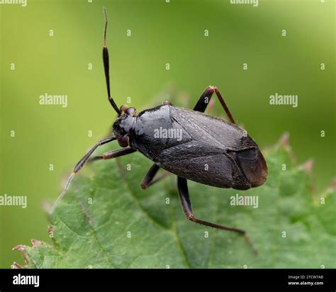 Capsus Ater Banque De Photographies Et Dimages Haute R Solution Alamy