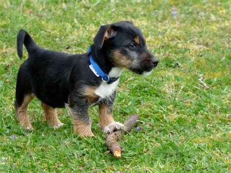 Lancashire Heeler Puppy Pictures and Facts