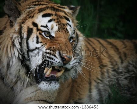 Bengal Tiger Roaring Stock Photo 1386453 : Shutterstock