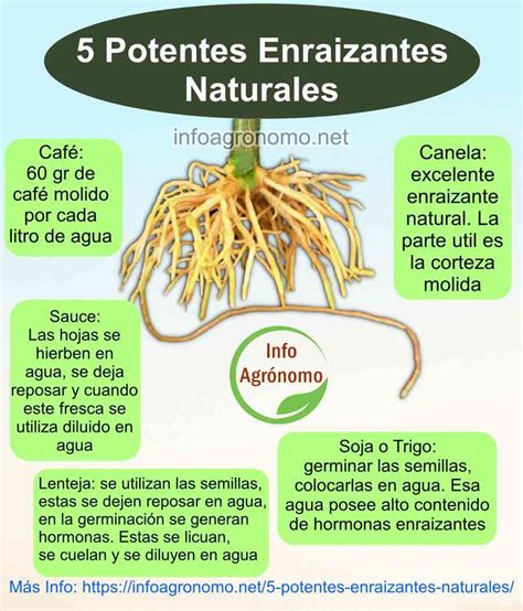 InfoAgronomo on Twitter 5 potentes EnraizadoresNaturales Cómo se