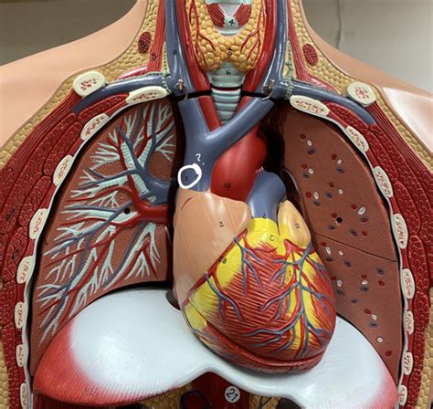 Blood Vessels Of Torso Model Updated Flashcards Quizlet