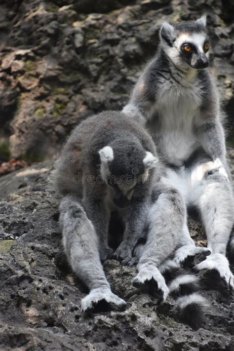 A Beautiful Little Lemur stock photo. Image of african - 100930130