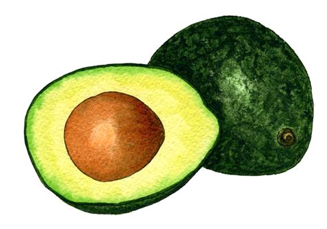 Avocat PNG Images Transparent Background PNG Play