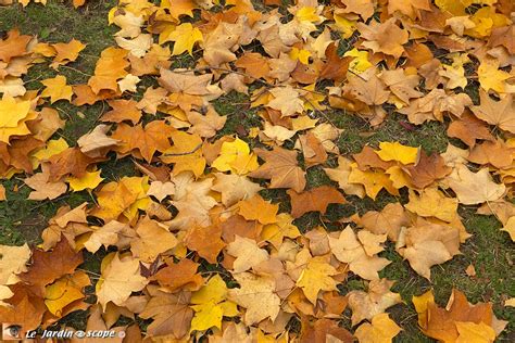 R Cup Rer Et Recycler Les Feuilles Mortes Le Jardinoscope Cot