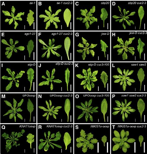 The Cuc And Cuc Genes Are Essential For Arabidopsis Leaf Serration