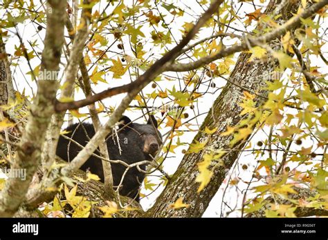 Wild American Black Bear Up In A Tree Peering Through Branches