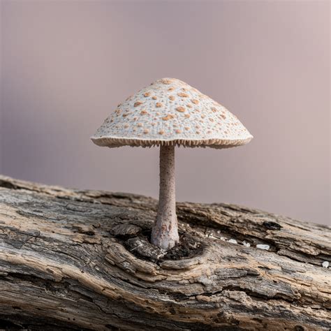 Nutrient Runoff Pollution → Area