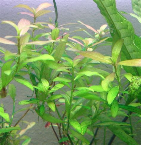 Hygrophila Polysperma Acuario Plantado Mercado Libre