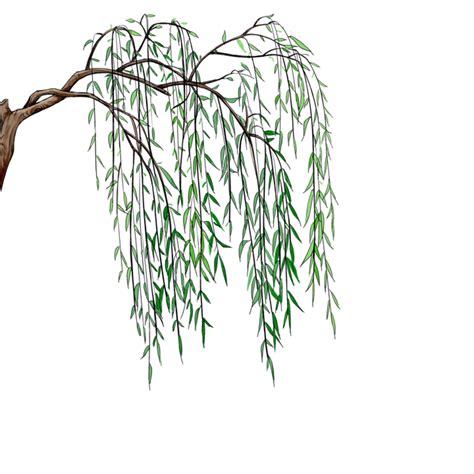 Realistic Willow Trees Realistic Willow Trees PNG Transparent