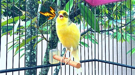 The Best Canary Sound Suitable For Spanish Timbrado Canary Training