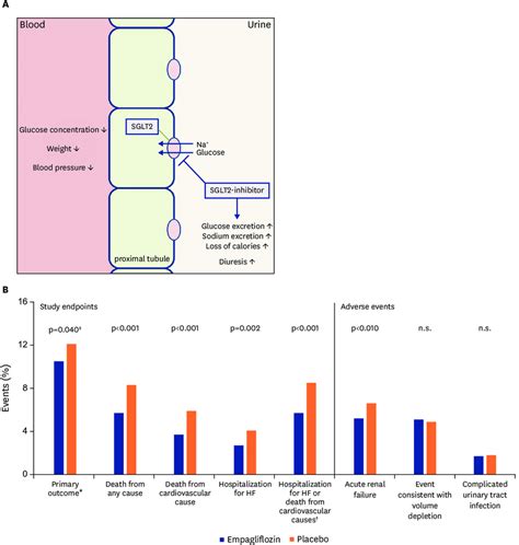 A Mode Of Action Of Empagliflozin A Sglt Inhibitor In The Kidneys