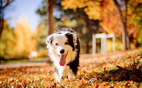 🔥 47 Fall Wallpapers With Dogs Wallpapersafari