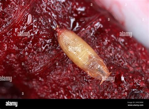 Pupae Of Common Fruit Fly Or Vinegar Fly Drosophila Melanogaster Is A Species Of Fly In The