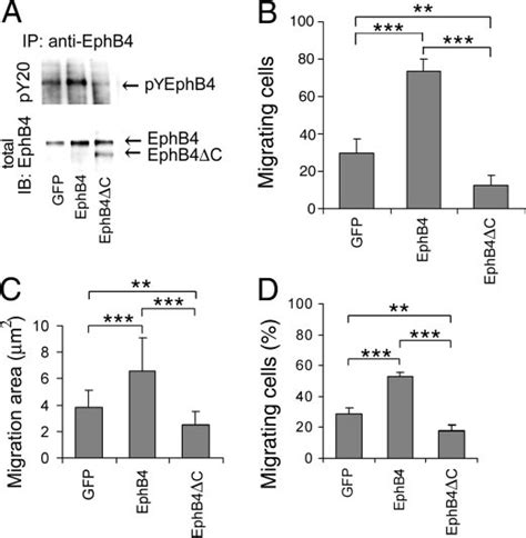 Overexpression Of Full Length Ephb4 Receptor In Slow Migrating Melanoma Download Scientific