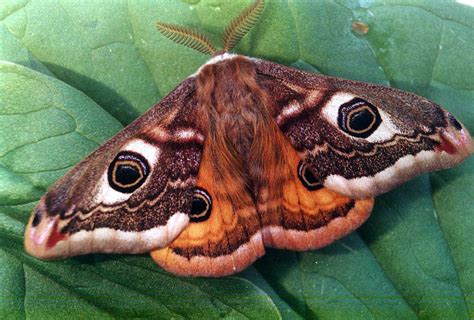 Emperor Moth Ukmoths