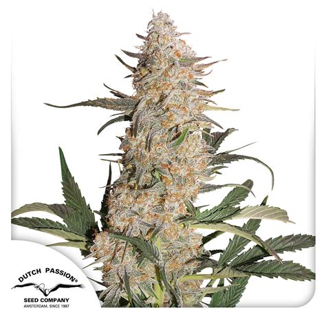 Dutch Passion Critical Orange Punch Seeds Available In Canada Leafly