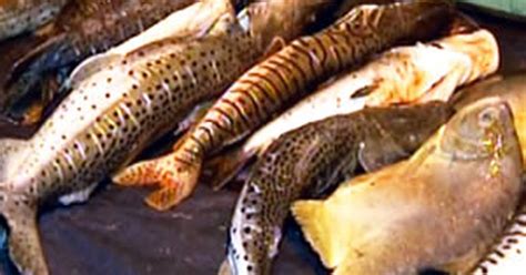 G Fiscaliza O Apreende Quilos De Pescado Irregular Em S Tio De