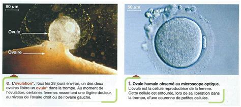 Quatriemes Appareil Reproducteur De La Femme Svt Mme Le Galles