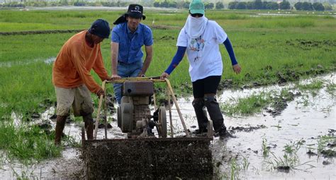 Basics of Rice Production – IRRI Education