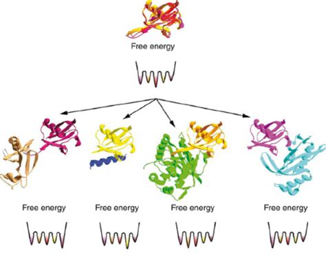 An Example Of The Conformational Selection Mechanism Responsible For