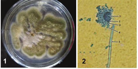 , 2. Aspergillus flavus. 1 -colony on Potato Dextrose Agar (PDA); 2 ...