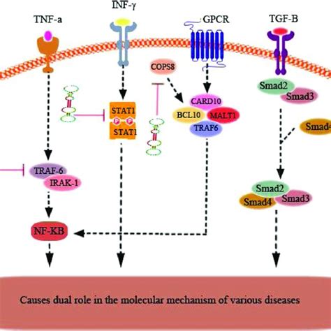 Signaling Pathway For Mir146a In Cancer Cells According To The Figure