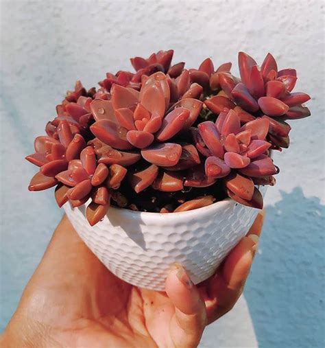 Graptosedum Bronze Gu A De Cuidados Y Reproducci N