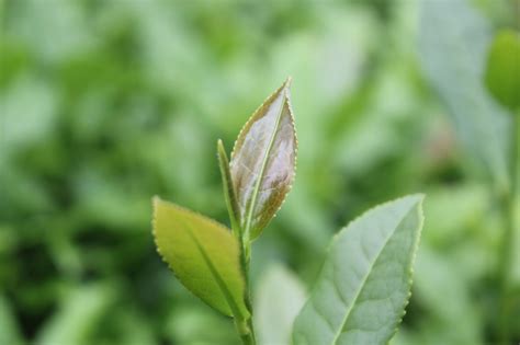 Tieguanyin Tea Leaves - Free photo on Pixabay - Pixabay