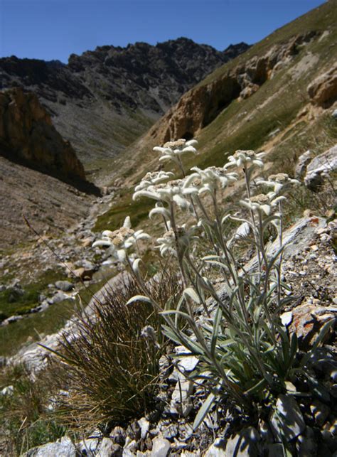 Leontopodium Alpinum Stella Alpina Natura Mediterraneo Forum