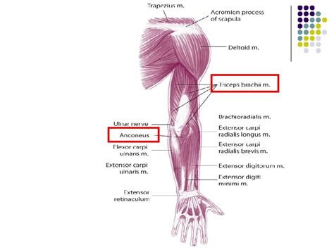 The Elbow And Radioulnar Joints Anatomy And Physiology