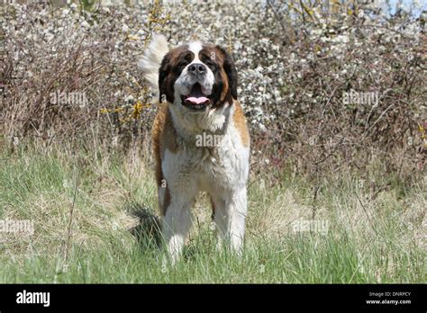 Barry Bernard Dog Hi Res Stock Photography And Images Alamy