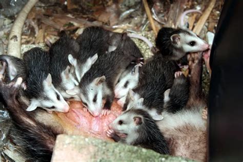 Opossum Babies | The Ultimate Guide | Assorted Animals