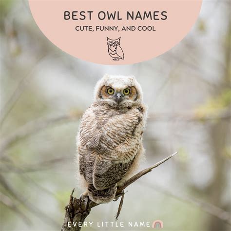 230+ Best Owl Names (Cute, Funny, and Cool) - Every Little Name